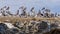 Great colony of pelicans on Penguin Island, Rockingham, Western Australia