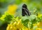 Great Common Eggfly Butterfly Hypolimnas bolina on yellow flowers