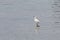 great common or large egret white heron standing on the water of Mediterranean Sea to catch fish.