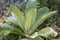 Great Common Mullein Plant Verbascum thapsus