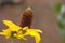 Great coneflower (Rudbeckia-maxima) in bloom