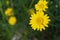 Great contrast of yellow daisy and green grass in the background