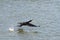 Great cormoran flying over Danube river