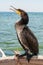 Great Cormoran (Phalacrocorax carbo) portrait