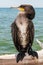 Great Cormoran (Phalacrocorax carbo) portrait