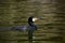 Great Cormoran Phalacrocorax carbo swimming in a pond