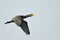 Great Cormorant