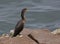 Great Cormorant