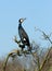 Great Cormorant, Aalscholver, Phalacrocorax carbo