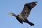 Great Cormorant Bird in flight