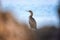 Great cormorant bird Phalacrocorax carbo on a stone at Mediterranean seacoast in sunset light, wild animal in nature