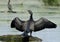 Great Cormorant/Black Shag