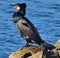 Great Cormorant / Black Shag in Australasia