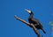 Great Cormorant on branch
