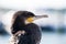 Great Cormorant Close-up