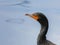 Great Cormorant close up portrait with water background
