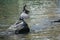 Great cormorant drying its spread wings