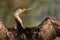 Great Cormorant drying its wing, a portrait