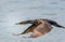 Great Cormorant in flight mode