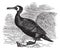 Great Cormorant or Great Black Cormorant or Black Cormorant or Black Shag or Phalacrocorax carbo vintage engraving