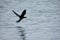 Great cormorant just took off from the water, Lake Victoria, Uganda