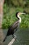 Great cormorant, Lake Naivasha, Kenya