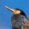 Great cormorant, large portrait photo against the sky