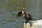 Great Cormorant perched on a wooden pier, overlooking a peaceful body of water