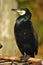 Great Cormorant (Phalacrocorax carbo)