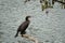 Great cormorant Phalacrocorax carbo black shag large Portrait