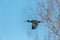 Great cormorant phalacrocorax carbo flying, spread wings, blue