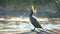 Great cormorant, Phalacrocorax carbo, known as the great black cormorant. focus blur