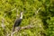 Great cormorant Phalacrocorax carbo, known as the great black cormorant, Murchison Falls National Park, Uganda.