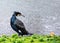 Great Cormorant (Phalacrocorax carbo) - Large Black Seabird with a Long Hooked Bill