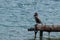 Great cormorant Phalacrocorax carbo looking for fish from a rusty part of a bridge