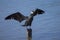 Great Cormorant (Phalacrocorax carbo) perching on wood