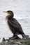 Great Cormorant (Phalacrocorax carbo) on shore