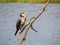 Great cormorant, Phalacrocorax carbo, side view sitting on branch at freshwater lake, Netherlands