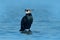 Great Cormorant, Phalacrocorax carbo, sitting in the blue water. Spring on the lake with beutiful bird. Wildlife scene from nature
