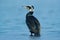 Great Cormorant, Phalacrocorax carbo, sitting in the blue water. Spring on the lake with beutiful bird. Wildlife scene from nature