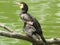 Great cormorant, Phalacrocorax carbo, sitting on snag, close-up portrait with defocused background, selective focus