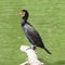 Great cormorant, Phalacrocorax carbo, sitting on snag, close-up portrait with defocused background, selective focus