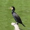 Great cormorant, Phalacrocorax carbo, sitting on snag, close-up portrait with defocused background, selective focus