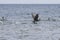 Great cormorant, Phalacrocorax carbo, take off from water, close-up portrait with defocused background