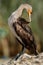 Great Cormorant preening, Buhair, Bahrain