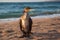 Great cormorant on a sandy beach against the backdrop of a sea sunset