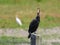 Great cormorant sitting on a wooden pole