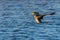 Great Cormorant spreading his wings on water