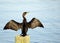 Great Cormorant Spreadings its Wings