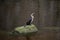 Great Cormorant standing on mossy stone in dark water.